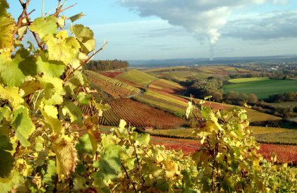 Malerische Weinlandschaft Zabergäu