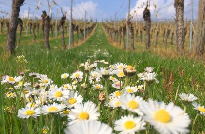 Frühling im Weinberg