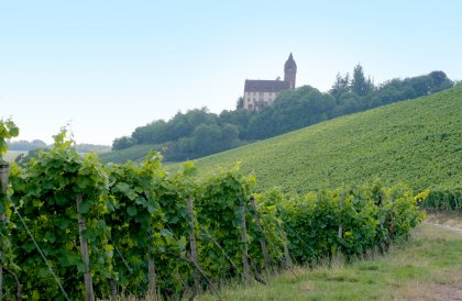 Weinberge mit Blick auf das Stockheimer Schloss